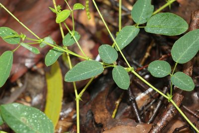Oxytes brachypoda, photographed by Greg Tasney