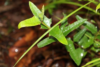 Podolobium ilicifolium, photographed by Greg Tasney