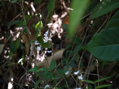 Zeuxine longilabris, photographed by Dinesh Valke