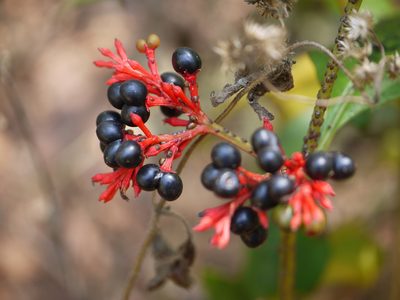 Rauvolfia serpentina, photographed by Dinesh Valke