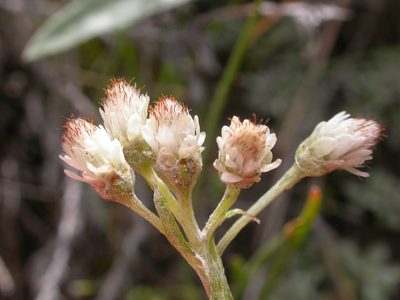 Antennaria microphylla, photographed by Matt Lavin