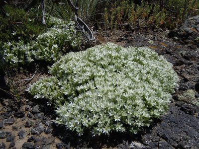 Eremogone franklinii, photographed by Matt Lavin