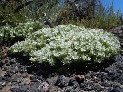 Eremogone franklinii, photographed by Matt Lavin