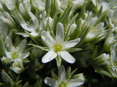 Eremogone franklinii, photographed by Matt Lavin