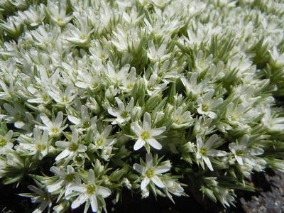Eremogone franklinii, photographed by Matt Lavin