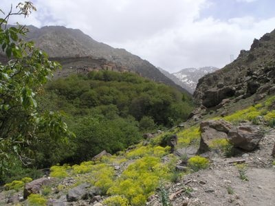 Isatis tinctoria, photographed by Oleg Kosterin