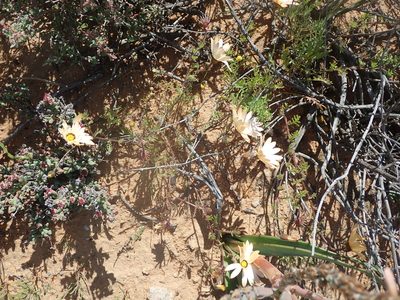 Osteospermum pinnatum, photographed by Peter Warren