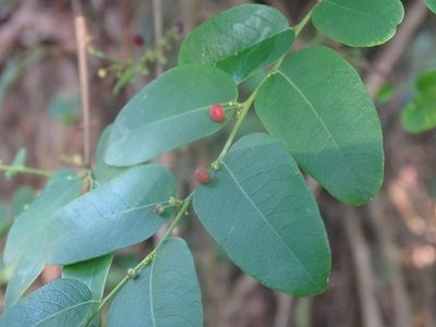 Phyllanthus reticulatus, photographed by 雲一百香果