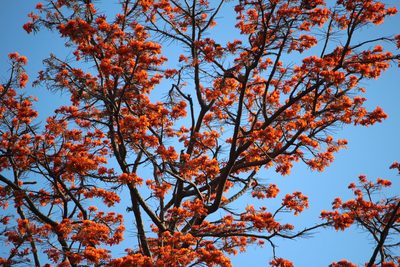 Erythrina poeppigiana, photographed by Ashwin Srinivasan
