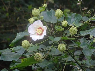 Hibiscus taiwanensis, photographed by 雲一百香果