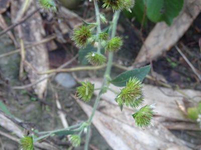Elephantopus mollis, photographed by 雲一百香果