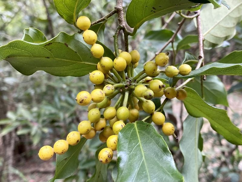 Desmos chinensis, photographed by Toby Y
