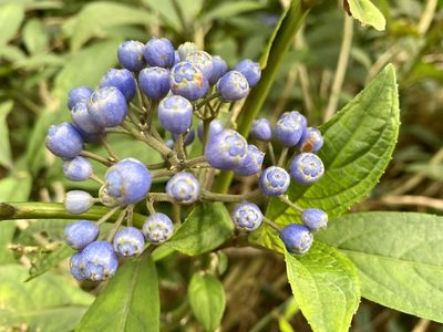 Hydrangea febrifuga, photographed by Toby Y