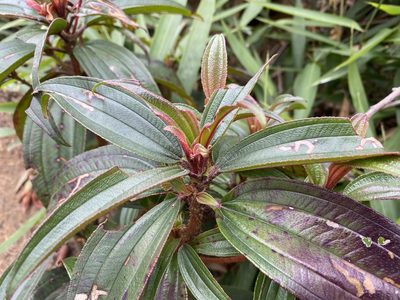 Melastoma sanguineum, photographed by Toby Y