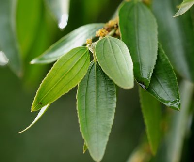Ziziphus rivularis, photographed by Wynand Uys