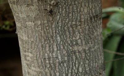 Ziziphus rivularis, photographed by Wynand Uys