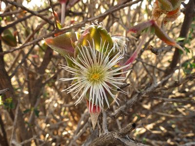 Mesembryanthemum tortuosum, photographed by Christiaan Viljoen