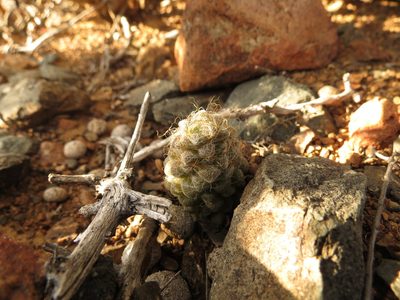 Anacampseros albidiflora, photographed by Christiaan Viljoen