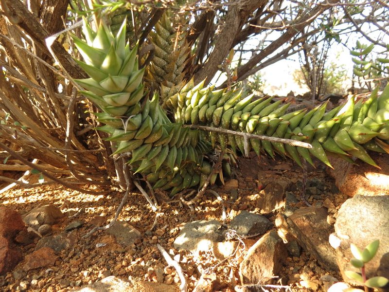 Astroloba herrei, photographed by Christiaan Viljoen