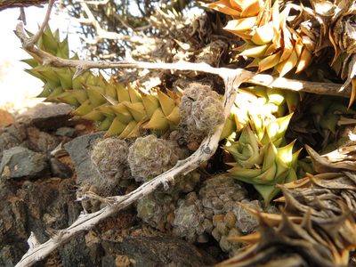Anacampseros albidiflora, photographed by Christiaan Viljoen