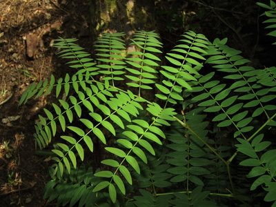 Acacia elata, photographed by Saryu Mae 前 朝琉