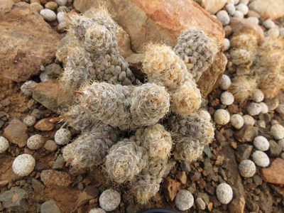 Anacampseros albidiflora, photographed by Christiaan Viljoen