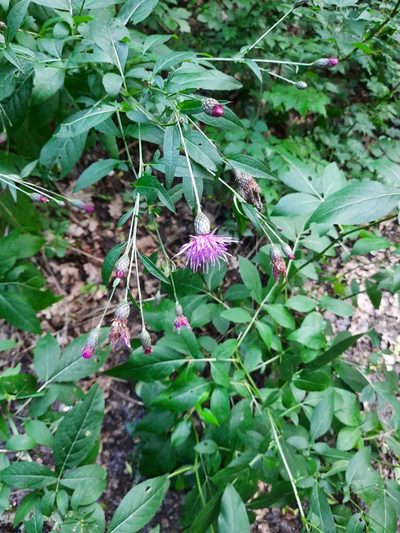 Klasea quinquefolia, photographed by Виктория Билоус