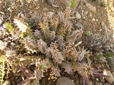 Quaqua mammillaris, photographed by Christiaan Viljoen