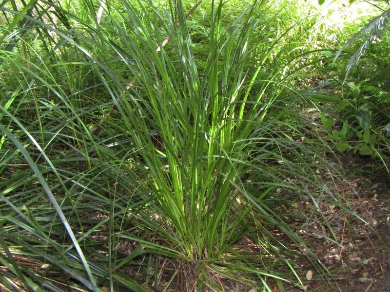 Gahnia xanthocarpa, photographed by Saryu Mae 前 朝琉