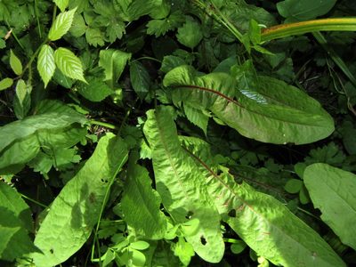 Rumex conglomeratus, photographed by Saryu Mae 前 朝琉