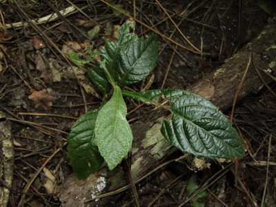 Eriobotrya japonica, photographed by Saryu Mae 前 朝琉