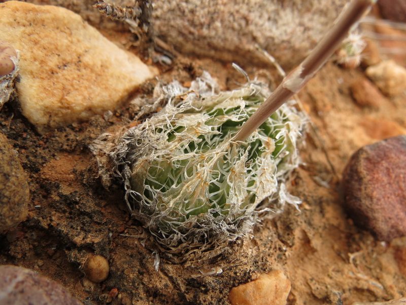 Haworthia decipiens, photographed by Christiaan Viljoen