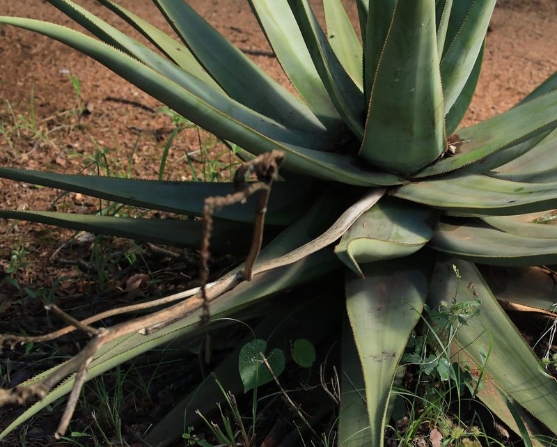Aloe pienaarii, photographed by Wynand Uys