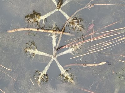Utricularia inflata, photographed by Blake Bringhurst