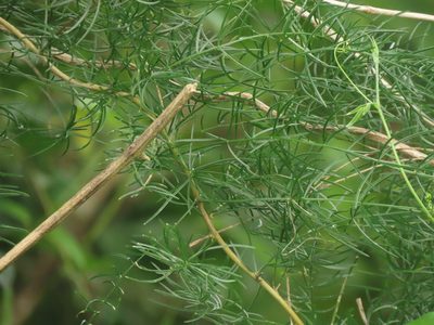 Asparagus cochinchinensis, photographed by chiuluan