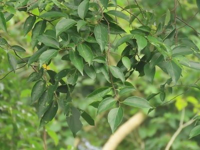 Celtis tetrandra, photographed by chiuluan