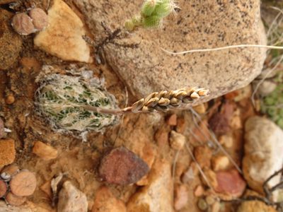 Haworthia decipiens, photographed by Christiaan Viljoen