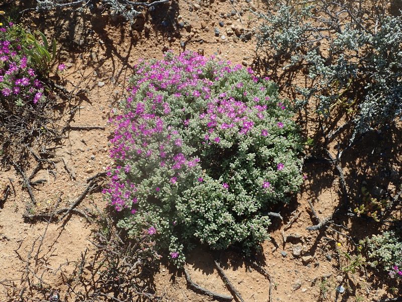 Drosanthemum ramosissimum, photographed by Peter Warren