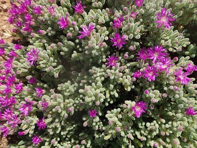 Drosanthemum ramosissimum, photographed by Peter Warren