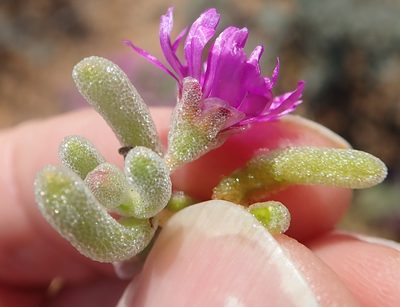 Drosanthemum ramosissimum, photographed by Peter Warren