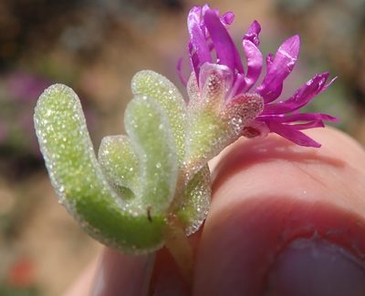 Drosanthemum ramosissimum, photographed by Peter Warren