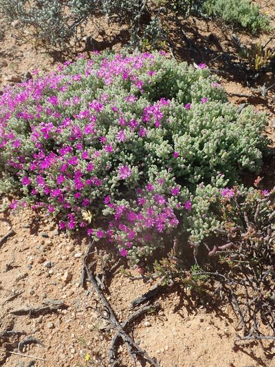 Drosanthemum ramosissimum, photographed by Peter Warren