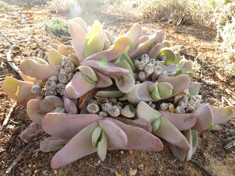 Glottiphyllum neilii, photographed by Christiaan Viljoen