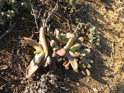 Glottiphyllum neilii, photographed by Christiaan Viljoen