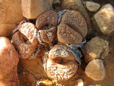 Lithops localis, photographed by Christiaan Viljoen
