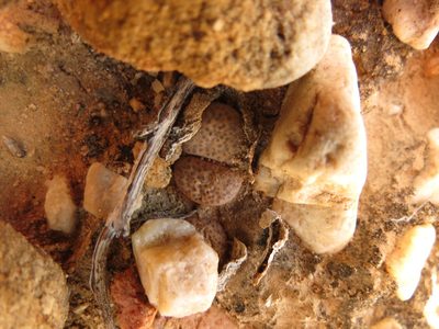 Lithops localis, photographed by Christiaan Viljoen