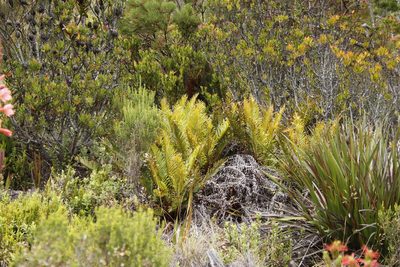 Lomariocycas tabularis, photographed by Tony Rebelo