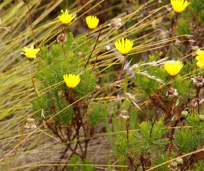 Euryops abrotanifolius, photographed by Tony Rebelo
