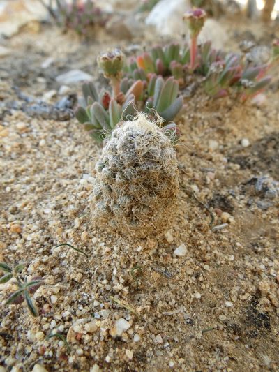 Anacampseros albidiflora, photographed by Christiaan Viljoen
