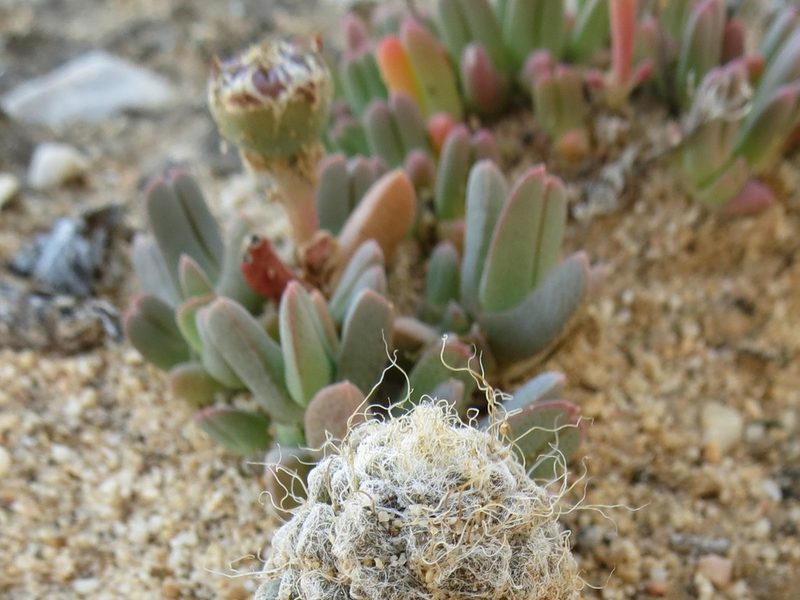Antimima piscodora, photographed by Christiaan Viljoen